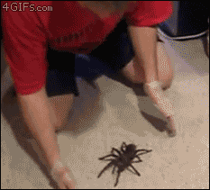 Image result for Giant spider gif