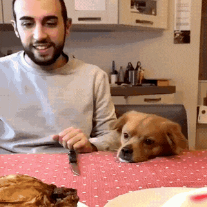 Really hooman in dog gifs