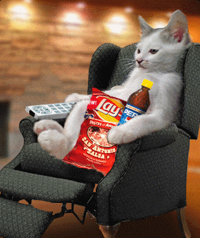 cat binging with chips and soda