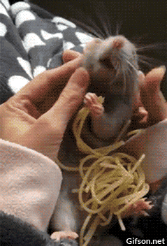 Rat Spaghetti GIF - Find & Share on GIPHY