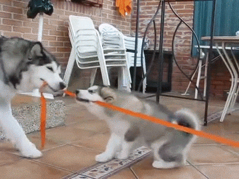 my dog loves tug of war