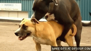 giphy.gif