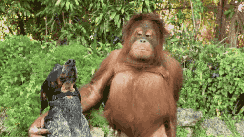Image result for orangutan gif
