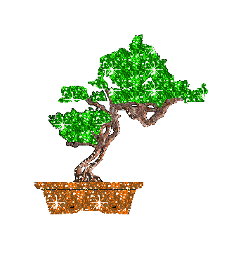 bonsai