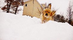 Snow Winter GIF - Find & Share on GIPHY