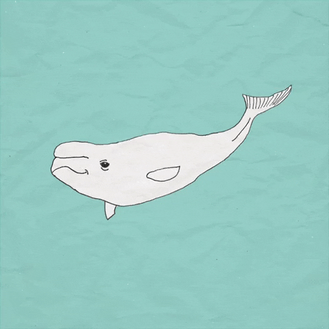 Under The Sea Beluga GIF