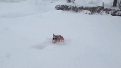 Snow GIF - Find & Share on GIPHY