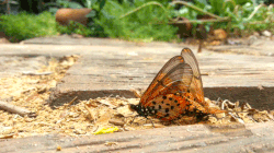 butterflies