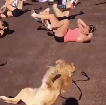 Dog Wants To Get In Shape in funny gifs