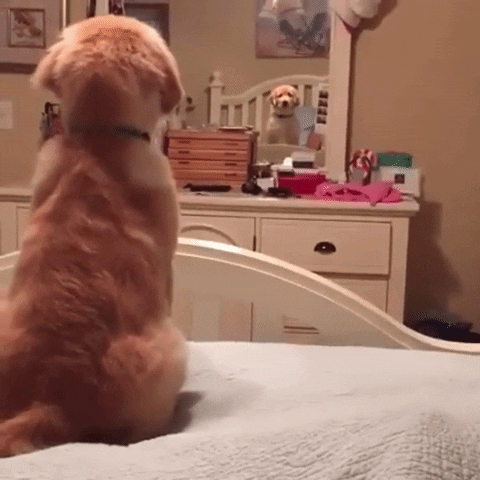 imagenes gif,imagenes graciosas, las mejores imagenes, imagenes graciosas, chistes, risas
