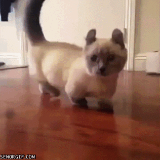 Cat Stumpy GIF - Find & Share on GIPHY