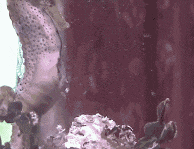 Birth Seahorse GIF - Find & Share on GIPHY
