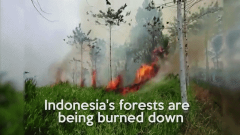 Fires in Indonesia's forests
