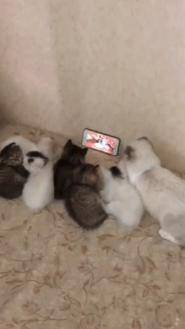 vários gatinhos assistindo vídeos pela tela do celular