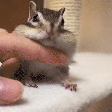 chipmunk gif find share on giphy h size