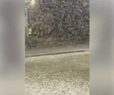 Weird Nature in funny gifs