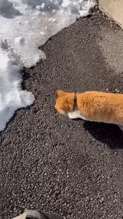 Catto scared of snow in cat gifs