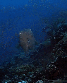 cuttlefish cuddles