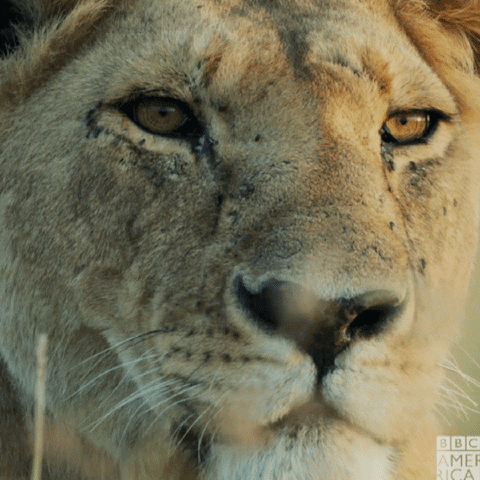 Lion GIF by BBC America - Find & Share on GIPHY
