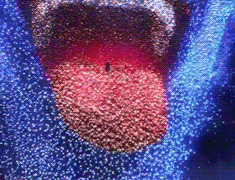 GIF MOSCOVITE - Page 2 Giphy