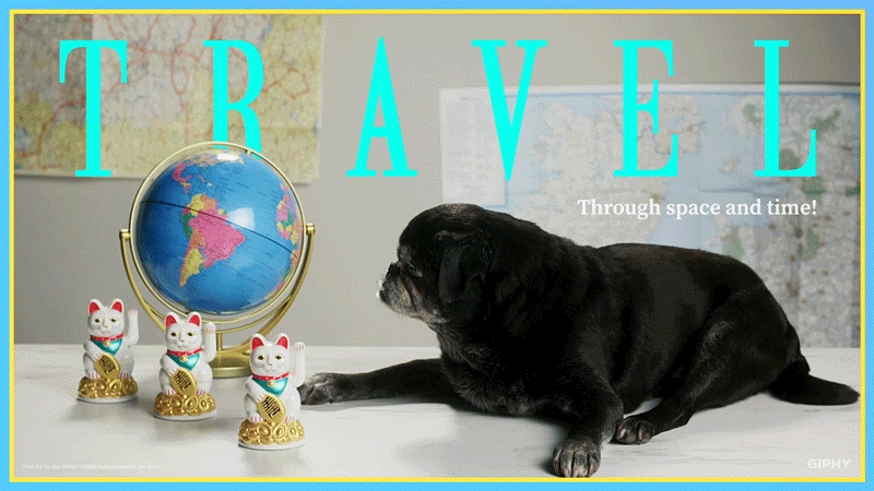 A GIF of a pug puppy looking at a world globe via Giphy