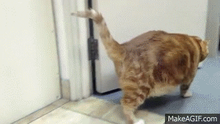 Fat Cat GIF - Find & Share on GIPHY