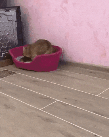 Moving house in animals gifs