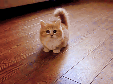 Cute Cat GIFs - Find & Share on GIPHY