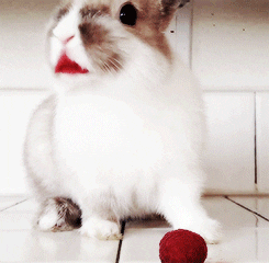  bunny rabbit GIF