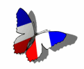 French butterfly