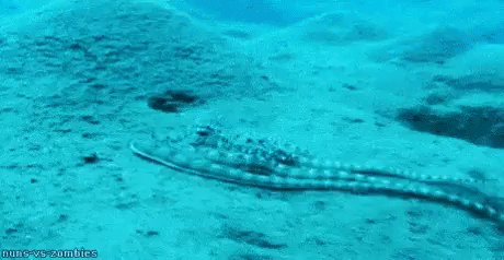 Octopus changing color in animals gifs