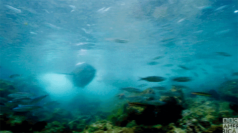 ocean seal