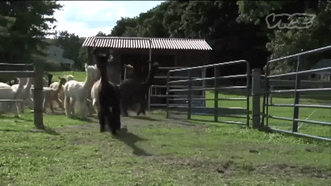Holiday Lets: Gif of alpacas running