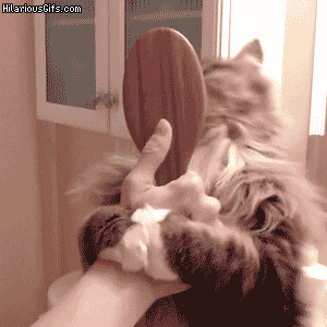 Comment enlever les poils de chat ? - Blog chat - Animoment