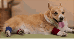Dog GIFs - Find & Share on GIPHY