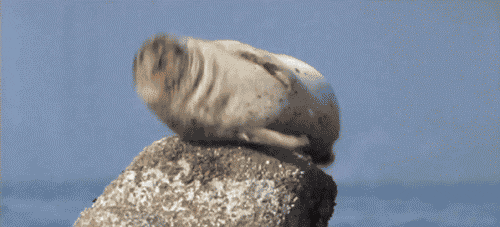 Seal Hiccuping GIF - Find & Share on GIPHY