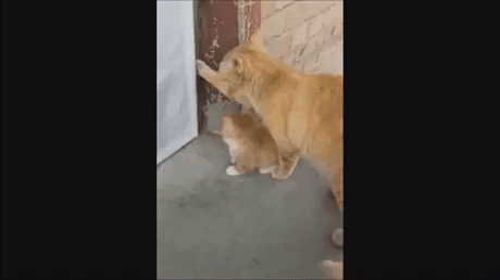 The betrayal in animals gifs
