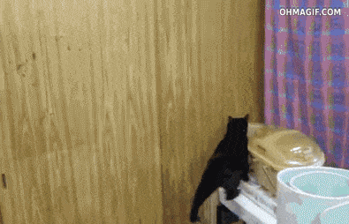 Cat Is On A Mission in animals gifs