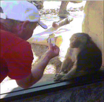 Monkey Trick GIF - Find & Share on GIPHY