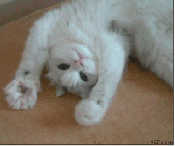 Adorable Cat GIFs - Find & Share on GIPHY