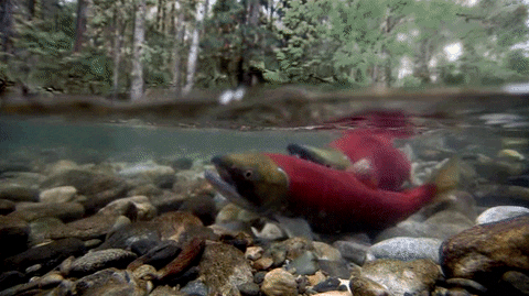 nature salmon