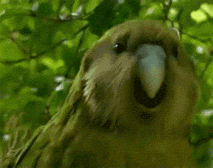 Source: Giphy. Description: a gif of a parrot wiggling its head around in a circle. 