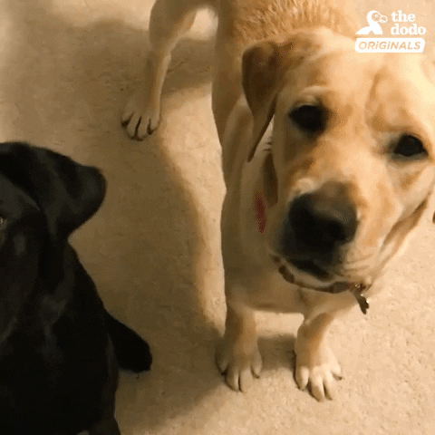 Golden Labrador Dog GIF By The Dodo Find Share On GIPHY