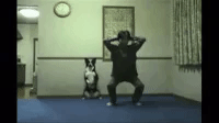 Perfect workout partner in funny gifs