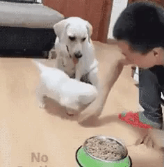 Its ok let him have it in animals gifs