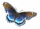 Blue butterfly