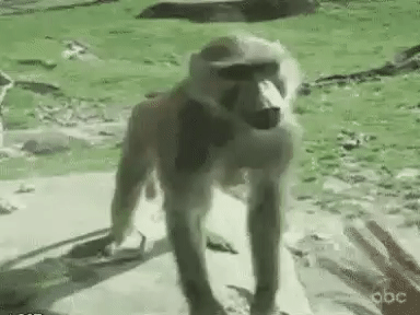 Image result for angry monkey gif