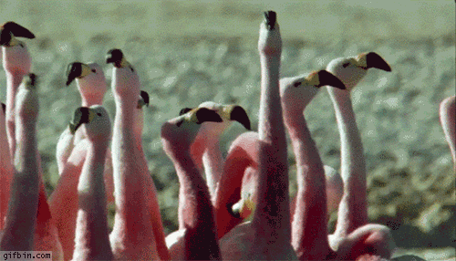 parade flamingos disorientation