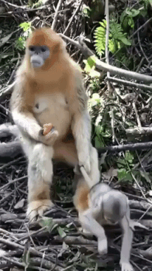 Parenting done right in animals gifs