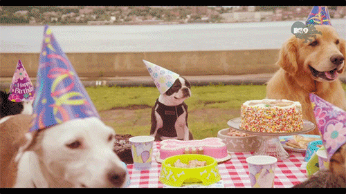 dogs wearing birthday hats and sitting beside a table full of treats and birthday cakes